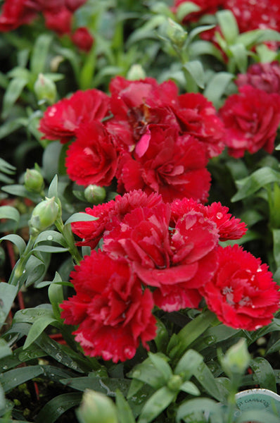 Carnation 'Scarlet'