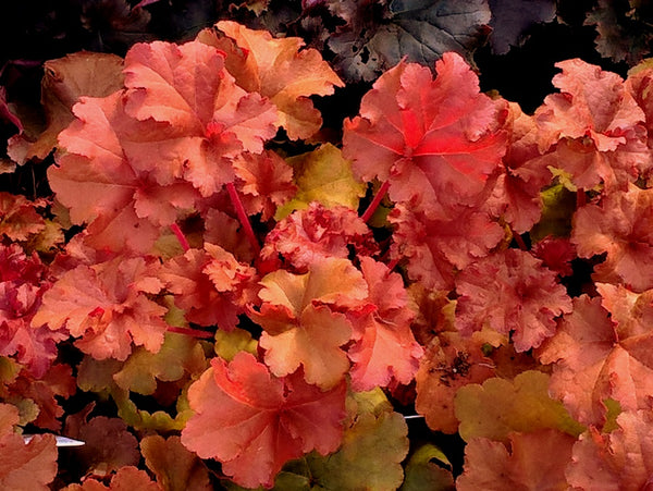 Heuchera 'Autumn Glow'