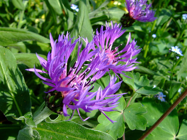 Centaurea montana