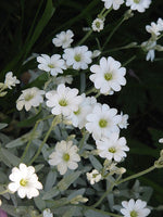 Cerastium tomentosum