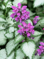 Lamium Beacon Silver