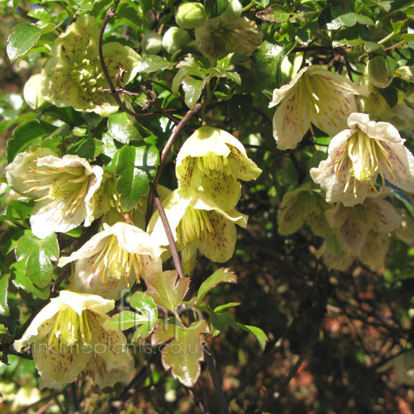 Clematis 'Cirrhosa Balearica' (NEW)