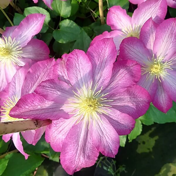 Clematis 'Asao' (NEW)