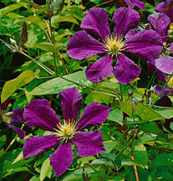 Clematis 'Romantica' (NEW)