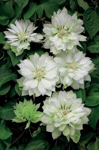 Clematis 'Yukiokoshi'