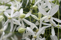 Clematis Armandii 'Snowdrift' (NEW)