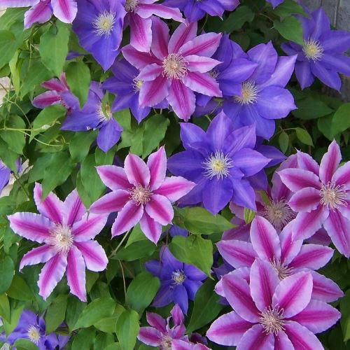 Clematis Assorted - Picked For Your Location! (NEW)