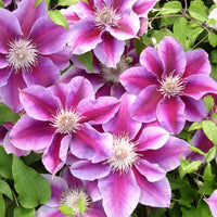 Clematis 'Kilian Donahue' (NEW)