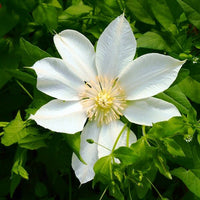 Clematis 'Moonlight' (NEW)