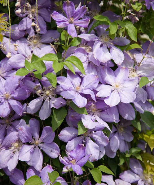 Clematis 'Mrs Cholmondeley' (NEW)