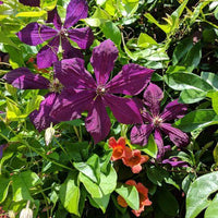 Clematis Negritjanka 'African Girl' (NEW)