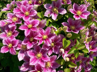 Clematis 'Piilu' (NEW)