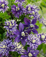 Clematis 'Taiga' (NEW)