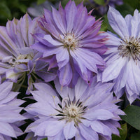 Clematis 'Teshio' (NEW)