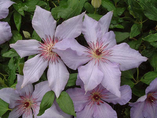 Clematis 'The First Lady' (NEW)