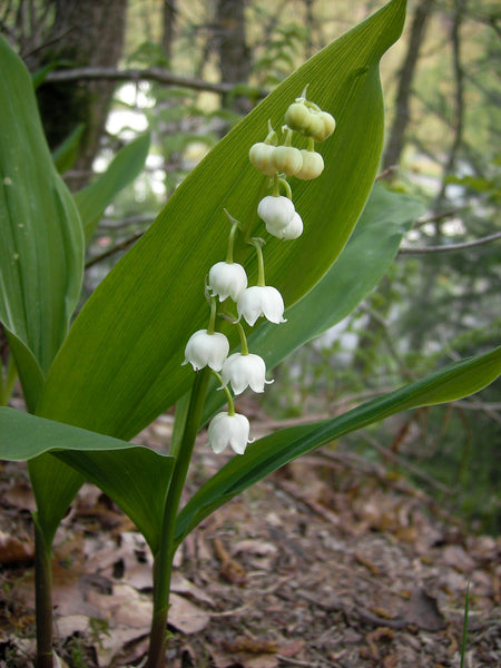 Convallaria majalis