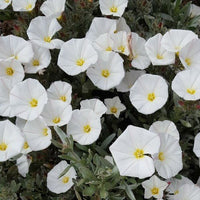 Convolvulus cneorum