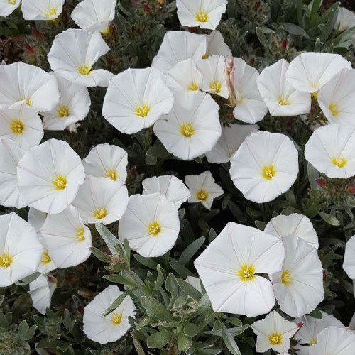 Convolvulus cneorum