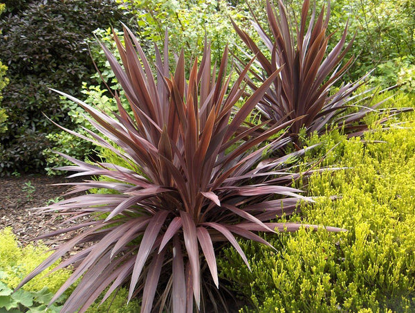 Cordyline australis 'Purple Sensation'