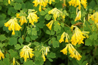 Corydalis lutea