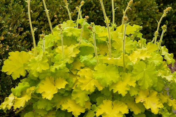 Heuchera 'Lemon Love'