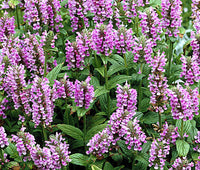 Nepeta 'Pink Cat'