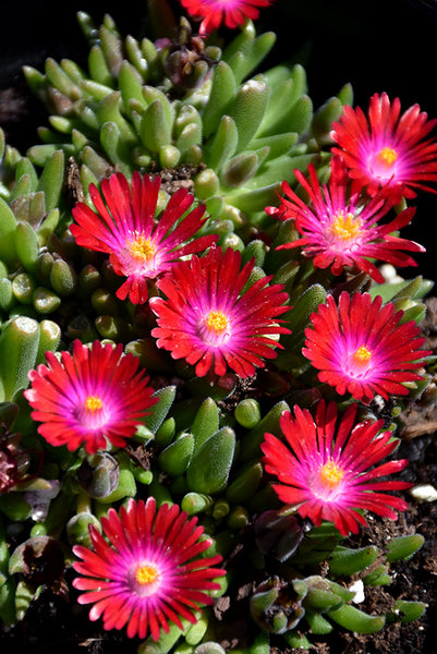 Delosperma 'Jewel of Desert Garnet'