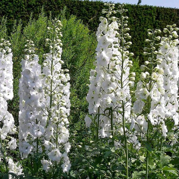 Delphinium 'Pacific Giant 'Galahad'