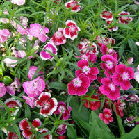 Dianthus 'Double Dwarf Mix'