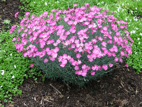 Dianthus 'Fire Witch'