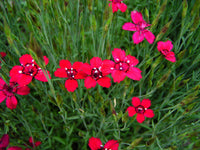 Dianthus 'Flashing Light'