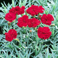 Dianthus 'Frosty Fire'