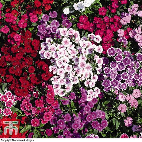 Dianthus 'Indian Carpet Mix'