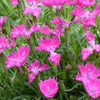 Dianthus 'Kahori'