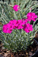 Dianthus 'Neon Star'