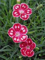 Dianthus 'Spotty'