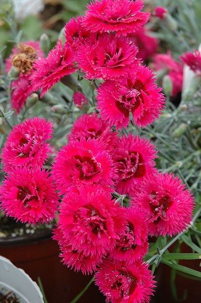 Dianthus 'Starlette'