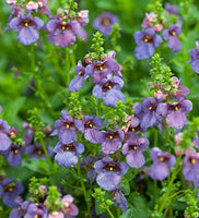 Diascia Blue