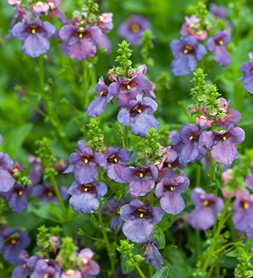 Diascia Blue