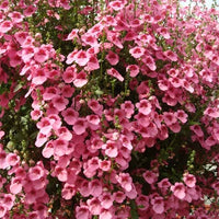 Diascia Pink