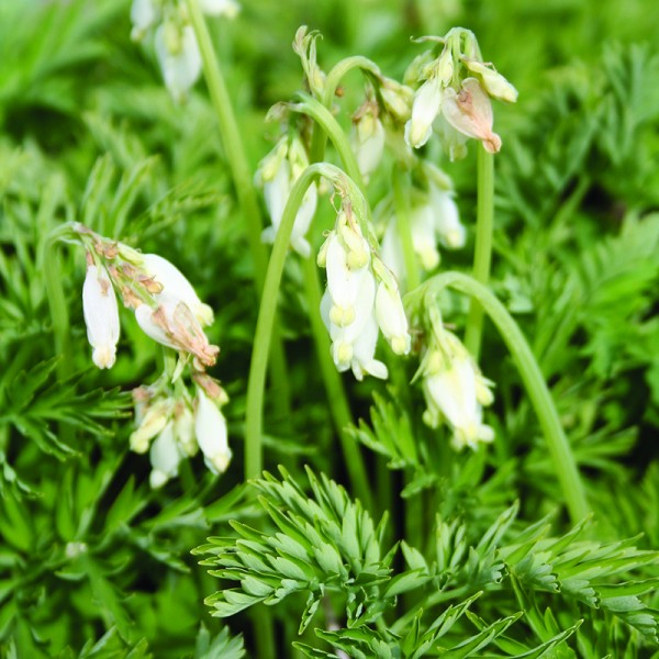 Dicentra eximia 'Alba'