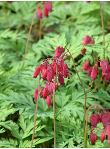 Dicentra formosa 'Bacchanal'