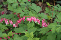 Dicentra spectabilis