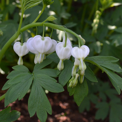 Dicentra spectabilis 'Alba'