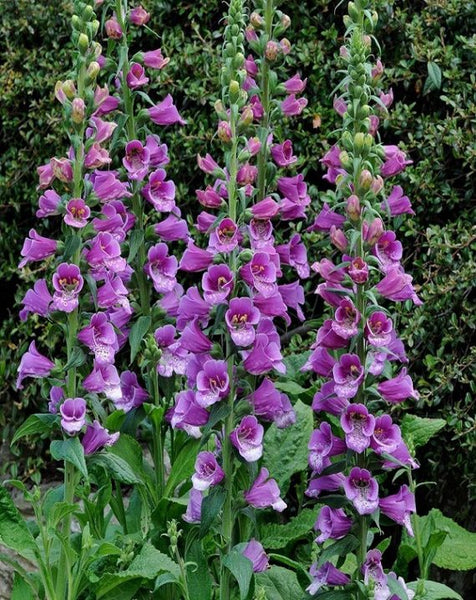 Digitalis 'Dalmatian Purple'