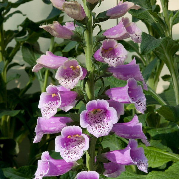 Digitalis 'Dalmatian Rose'