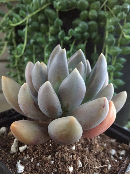 Echeveria tolimanensis