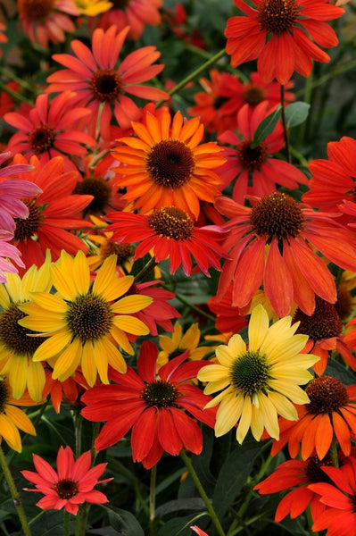 Echinacea 'Cheyenne Spirit'