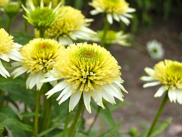 Echinacea 'Meringue'