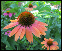 Echinacea 'Summer Sky'